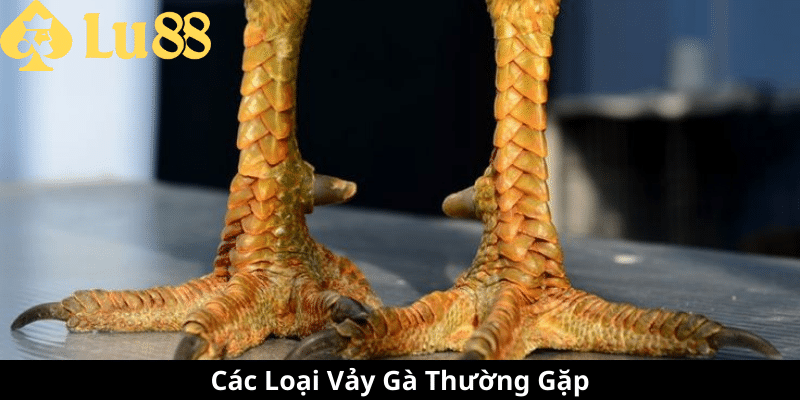 Các Loại Vảy Gà - Đặc Điểm, Ý Nghĩa Và Cách Nhận Biết các loại vảy gà