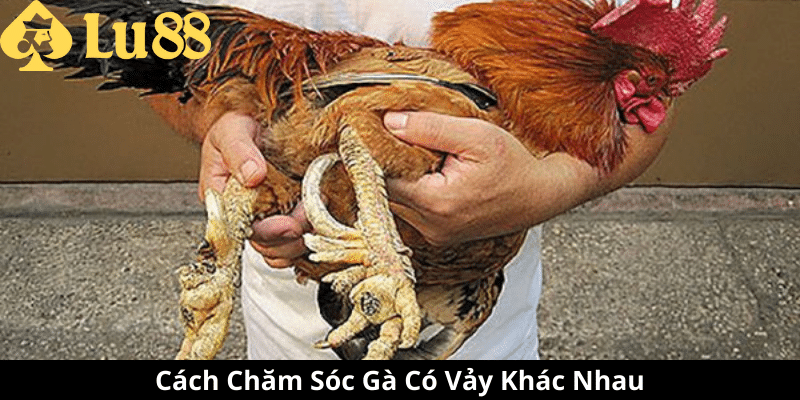 Các Loại Vảy Gà - Đặc Điểm, Ý Nghĩa Và Cách Nhận Biết các loại vảy gà