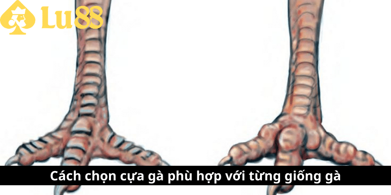 Cách lên cựa gà - Bí quyết nâng cao chiến thắng khi ra đòn cách len cựa gà