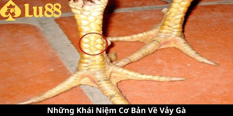 Các Loại Vảy Gà - Đặc Điểm, Ý Nghĩa Và Cách Nhận Biết các loại vảy gà