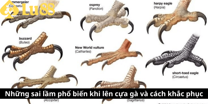 Cách lên cựa gà - Bí quyết nâng cao chiến thắng khi ra đòn cách len cựa gà