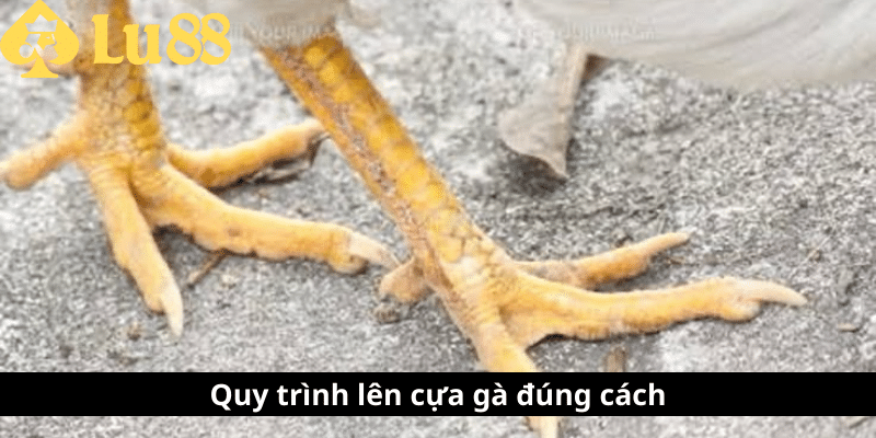 Cách lên cựa gà - Bí quyết nâng cao chiến thắng khi ra đòn cách len cựa gà